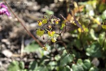 Горянка Давида (Epimedium davidii)