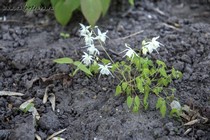 Горянка Крупноцветковая var. higoense (Epimedium grandiflorum var. higoense)