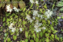 Горянка крупноцветковая Bandit (Epimedium grandiflorum var. higoense Bandit)