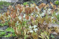 Горянка вечнозеленая (Epimedium sempervirens Creamsickle)
