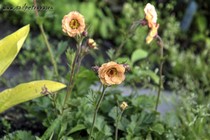 Гравилат  Mai Tai (Geum Mai Tai)