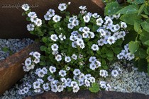 Гипсофила ясколковидная (Gypsophila cerastioides)