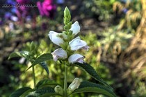 Хелоне Косая Alba (Chelone Obliqua Alba)