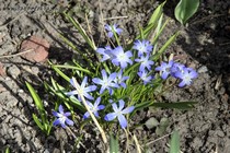 Хионодокса синяя (Scilla)
