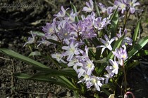 Хионодокса розовая (Scilla)