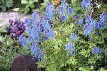 Хохлатка Golden Spinners (Corydalis elata Golden Spinners)