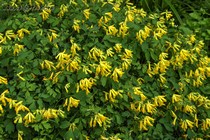 Хохлатка желтая (Corydalis lutea)