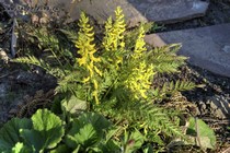 Хохлатка рассеченнолистная Pinyin (Corydalis cheilanthifolia Pinyin)