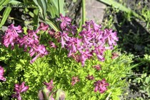 Хохлатка Буша (Corydalis buschii)