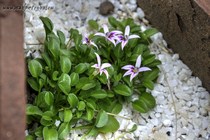 Гипсела длинноцветковая, почковидная (Hypsela longiflora, reniformis)