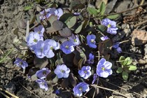 Джефферсония сомнительная (Jeffersonia dubia)