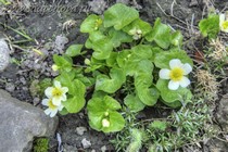 Калужница болотная Alba(Caltha palustris Alba)