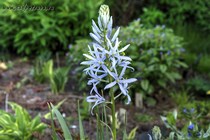 Камассия Лейхтлина (Camassia laechtlinii)