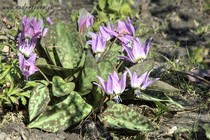 Кандык Европейский Lilac Lilac Wonder (Erythronium denscanis Lilac Lilac Wonder)