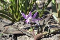 Кандык Европейский Rose Queen (Erythronium denscanis Rose Queen)
