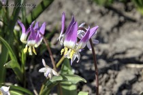 Кандык Сибирский (Erythronium sibīricum)