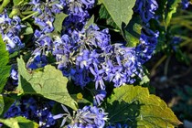 Клематис борщевиколистный New Love(Clematis heracleifolia New Love)