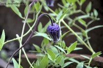 Клематис волосатый разновидность шотландский (Clematis hirsutissima scottii)