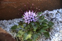Кольник Хохлатый (Phyteuma Comosum)