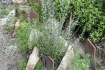 Кольник (Phyteuma linifolia)
