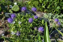 Кольник Шейхцера (Phyteuma  scheuchzeri)