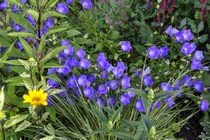 Колокольчик Карпатский (Campanula Carpatica)