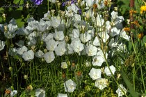 Колокольчик Карпатский Alba