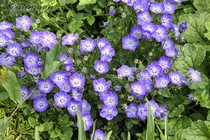 Колокольчик карпатский Samantha(Campanula Carpatica Samantha)