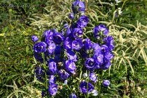 Колокольчик персиколистный Azure Beauty (Campanula persicifolia Azure Beauty)