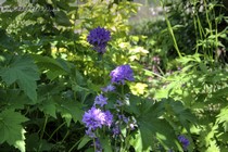 Колокольчик скученный Каролина (Campanula glomerata Caroline)