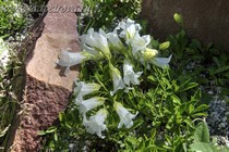 Колокольчик Шамиссо (Campanula Chamissonis f. albiflora)