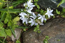 Колокольчик пожарского E.H. Frost(Campanula poscharskyana E.H. Frost)