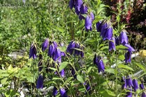 Колокольчик Гибридный Sarastro (Campanula Hybrid Sarastro)