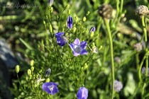 Колокольчик Шейхцера (Campanula Scheuchzeri)