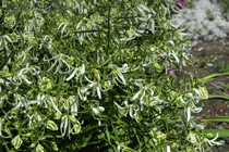 ККолокольчик гибридный White Octopus (Campanula hybrida White Octopus)