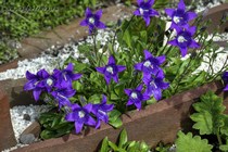 Колокольчик маргаритколистный (Campanula bellidifolia)