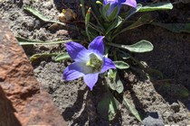 Колокольчик Биберштейна, трехзубый (Campanula tridentata, biebersteiniana)