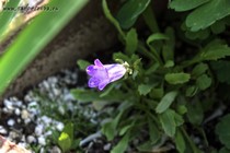 Колокольчик Борнмюллера (Campanula bornmuelleri)