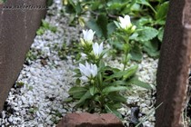 Колокольчик карликовый Alba (Campanula cenisia L. var. Alba)