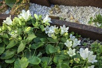 Колокольчик шорухенсис (Campanula choruhensis)