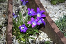 Колокольчик реснитчатый Steven(Campanula ciliata Steven)