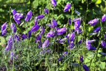 Колокольчик холмовой (Campanula collina)