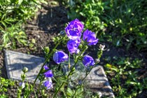 Колокольчик Персиколистный la Belle Blue (Саmpаnulа реrsicifоliа la Belle Blue)