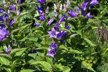 Колокольчик широколистный(Campanula latifolia)