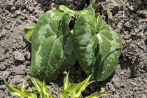 Копытень большой Giant(Asarum maximum Giant)