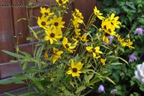 Кореопсис гибридный Lightning Flash (Coreopsis hybrid Lightning Flash)