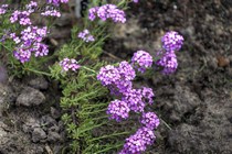 Крылотычинник крупноцветковый Warley Rose(Aethionema armenum Warley Rose)