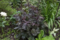 Криптотения японская(Cryptotaenia japonica Atropurpurea)