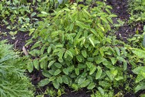 Кровохлебка тупая Lemon Splash (Sanguisorba obtusa Lemon Splash)