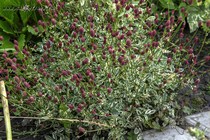 Кровохлебка пестролистная Little Angel (Sanguisorba tenuifolia Little Angel)
